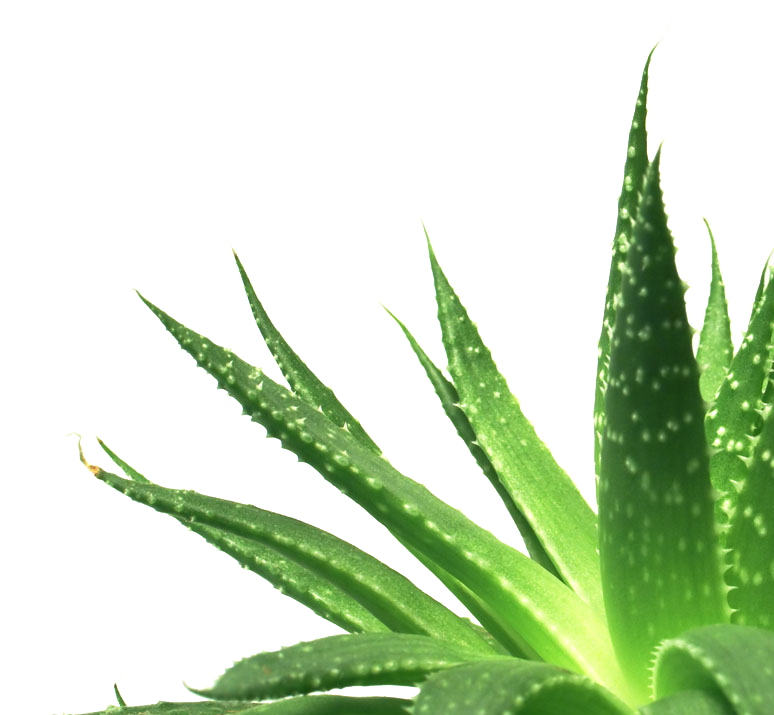 aloevera